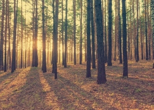 Linha de Crédito para Limpeza da Floresta Linha de Crédito para Limpeza da Floresta